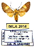  (Rhipha sp. ML2 - MILA 2014)  @14 [ ] Unspecified (default): All Rights Reserved  Unspecified Unspecified