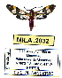  (Cercocladia novicia - MILA 2032)  @14 [ ] Unspecified (default): All Rights Reserved  Unspecified Unspecified