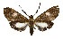  (Lophocampa albotestaceus - MILA 2273)  @11 [ ] CreativeCommons - Attribution Non-Commercial Share-Alike (2007) M. Laguerre Unspecified