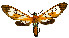  (Cosmosoma achemonides - MILA 2313)  @11 [ ] CreativeCommons - Attribution Non-Commercial Share-Alike (2007) M. Laguerre Unspecified