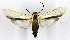  (Lymire albipennis - MILA 2460)  @11 [ ] by-nc-sa (2007) M. Laguerre Unspecified