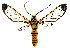  (Sphecosoma melapera - MILA2477)  @11 [ ] by-nc-sa (2007) M. Laguerre Unspecified