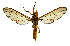  (Sphecosoma testaceum - MILA2506)  @11 [ ] by-nc-sa (2007) M. Laguerre Unspecified