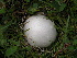  (Calvatia sp - TRTC150819)  @11 [ ] CreativeCommons - Attribution Non-Commercial Share-Alike (2010) Unspecified Royal Ontario Museum