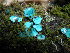  (Chlorociboria sp - TRTC150740)  @11 [ ] CreativeCommons - Attribution Non-Commercial Share-Alike (2010) Unspecified Royal Ontario Museum