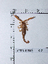  (Diplocentrus motagua - CCDB-11310 C07)  @14 [ ] Copyright (2012) C. Viquez Instituto Nacional de Biodiversidad