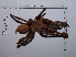  (Aphonopelma crinirufum - CCDB-11311 G01)  @14 [ ] Copyright (2012) C. Viquez Instituto Nacional de Biodiversidad