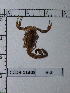  (Tityus ocelote - INB0004325175)  @13 [ ] Copyright (2012) C. Viquez Instituto Nacional de Biodiversidad