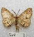  (Melanolophia eucheria - MACN-Bar-Lep-ct 00469)  @14 [ ] Copyright (2013) MACN Museo Argentino de Ciencias Naturales "Bernardino Rivadavia"
