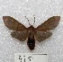  (Baritius acuminata - MACN-Bar-Lep-ct 00475)  @14 [ ] Copyright (2013) MACN Museo Argentino de Ciencias Naturales "Bernardino Rivadavia"