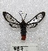  (Phoenicoprocta analis - MACN-Bar-Lep-ct 00887)  @13 [ ] Copyright (2013) MACN Museo Argentino de Ciencias Naturales "Bernardino Rivadavia"