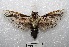  (Morpheis strigillata - MACN-Bar-Lep-ct 00944)  @14 [ ] Copyright (2013) MACN Museo Argentino de Ciencias Naturales "Bernardino Rivadavia"