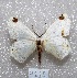  (Sericoptera mahometaria - MACN-Bar-Lep-ct 04220)  @14 [ ] Copyright (2013) MACN Museo Argentino de Ciencias Naturales "Bernardino Rivadavia"