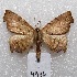  (Phyllodonta angulosa - MACN-Bar-Lep-ct 04946)  @13 [ ] Copyright (2013) MACN Museo Argentino de Ciencias Naturales "Bernardino Rivadavia"