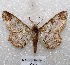  (Iridopsis chalcea - MACN-Bar-Lep-ct 05270)  @13 [ ] Copyright (2013) MACN Museo Argentino de Ciencias Naturales "Bernardino Rivadavia"