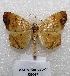  (Rhomboptila intermedia - MACN-Bar-Lep-ct 05447)  @14 [ ] Copyright (2013) MACN Museo Argentino de Ciencias Naturales "Bernardino Rivadavia"