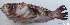  (Uranoscopus guttatus - 2015_002)  @11 [ ] CreativeCommons Attribution ShareAlike (2022) Institut Halieutique et des Sciences Marines Institut Halieutique et des Sciences Marines