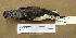  (Tringa nebularia - MKP 1439)  @14 [ ] CreativeCommons - Attribution (2010) Unspecified Royal Ontario Museum