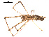  (Tetragnatha elongata - 09ONTGAB-185)  @13 [ ] CC-0 (2009) Gergin Blagoev, Centre for Biodiversity Genomics Unspecified