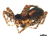  (Pardosa saxatilis - 09ONTGAB-111)  @13 [ ] CreativeCommons - Attribution (2009) Unspecified Centre for Biodiversity Genomics
