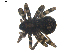  (Pardosa lapidicina - BIOUG00613-F06)  @13 [ ] CC-0  G. Blagoev 2010 Unspecified