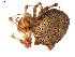  (Araneus marmoreus - BIOUG00614-C05)  @14 [ ] CC-0  G. Blagoev 2010 Unspecified