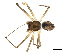 (Poeciloneta calcaratus - 08BBARAC-0041)  @14 [ ] CreativeCommons - Attribution (2008) Unspecified Centre for Biodiversity Genomics