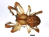  (Neoscona arabesca - 08BBARAC-0231)  @15 [ ] CreativeCommons - Attribution (2009) Unspecified Centre for Biodiversity Genomics