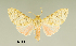  (Baritius erythrophleps - MUSM-ArctVBC82)  @13 [ ] Copyright (2016) Juan Grados Museo de Historia Natural, UNMSM, Lima, Perú