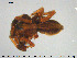  (Alopecosa pulverulenta - AraVM102)  @14 [ ] CreativeCommons - Attribution Non-Commercial Share-Alike (2015) NTNU University Museum, Department of Natural History NTNU University Museum, Department of Natural History