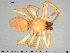  (Clubiona - AraVM116)  @15 [ ] CreativeCommons - Attribution Non-Commercial Share-Alike (2015) NTNU University Museum, Department of Natural History NTNU University Museum, Department of Natural History