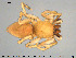  ( - AraVM117)  @14 [ ] CreativeCommons - Attribution Non-Commercial Share-Alike (2015) NTNU University Museum, Department of Natural History NTNU University Museum, Department of Natural History