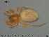  (Diastanillus - AraVM120)  @11 [ ] CreativeCommons - Attribution Non-Commercial Share-Alike (2015) NTNU University Museum, Department of Natural History NTNU University Museum, Department of Natural History