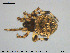  (Dipoena melanogaster - AraVM124)  @15 [ ] CreativeCommons - Attribution Non-Commercial Share-Alike (2015) NTNU University Museum, Department of Natural History NTNU University Museum, Department of Natural History