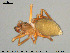  (Evansia merens - AraVM132)  @14 [ ] CreativeCommons - Attribution Non-Commercial Share-Alike (2015) NTNU University Museum, Department of Natural History NTNU University Museum, Department of Natural History