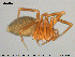  ( - AraVM133)  @14 [ ] CreativeCommons - Attribution Non-Commercial Share-Alike (2015) NTNU University Museum, Department of Natural History NTNU University Museum, Department of Natural History