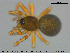  (Minyriolus pusillus - AraVM151)  @14 [ ] CreativeCommons - Attribution Non-Commercial Share-Alike (2015) NTNU University Museum, Department of Natural History NTNU University Museum, Department of Natural History