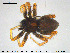  (Pardosa agricola - AraVM158)  @15 [ ] CreativeCommons - Attribution Non-Commercial Share-Alike (2015) NTNU University Museum, Department of Natural History NTNU University Museum, Department of Natural History
