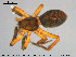  (Scotina gracilipes - AraVM179)  @11 [ ] CreativeCommons - Attribution Non-Commercial Share-Alike (2015) NTNU University Museum, Department of Natural History NTNU University Museum, Department of Natural History