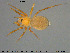  (Syedra myrmicarum - AraVM183)  @15 [ ] CreativeCommons - Attribution Non-Commercial Share-Alike (2015) NTNU University Museum, Department of Natural History NTNU University Museum, Department of Natural History