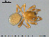 (Tapinocyba pallens - AraVM185)  @15 [ ] CreativeCommons - Attribution Non-Commercial Share-Alike (2015) NTNU University Museum, Department of Natural History NTNU University Museum, Department of Natural History