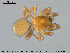  (Tapinocyba - AraVM185)  @15 [ ] CreativeCommons - Attribution Non-Commercial Share-Alike (2015) NTNU University Museum, Department of Natural History NTNU University Museum, Department of Natural History