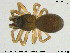  (Trichopterna cito - AraVM214)  @14 [ ] CreativeCommons - Attribution Non-Commercial Share-Alike (2015) NTNU University Museum, Department of Natural History NTNU University Museum, Department of Natural History