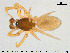  (Walckenaeria dysderoides - AraVM217)  @15 [ ] CreativeCommons - Attribution Non-Commercial Share-Alike (2015) NTNU University Museum, Department of Natural History NTNU University Museum, Department of Natural History