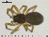  (Trichopterna - AraVM225)  @14 [ ] CreativeCommons - Attribution Non-Commercial Share-Alike (2015) NTNU University Museum, Department of Natural History NTNU University Museum, Department of Natural History