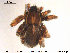  (Pardosa septentrionalis - AraVM46)  @14 [ ] CreativeCommons - Attribution Non-Commercial Share-Alike (2015) NTNU University Museum, Department of Natural History NTNU University Museum, Department of Natural History