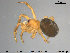  (Enoplognatha thoracica - AraVM91)  @14 [ ] CreativeCommons - Attribution Non-Commercial Share-Alike (2015) NTNU University Museum, Department of Natural History NTNU University Museum, Department of Natural History