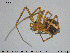  (Abiskoa abiskoensis - AraVM96)  @11 [ ] CreativeCommons - Attribution Non-Commercial Share-Alike (2015) NTNU University Museum, Department of Natural History NTNU University Museum, Department of Natural History