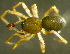  ( - TRD-ARA105)  @11 [ ] CreativeCommons - Attribution Non-Commercial Share-Alike (2014) Arne Fjellberg Arne Fjellberg Entomological Research