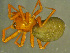  (Macrargus rufus - TRD-ARA96)  @15 [ ] CreativeCommons - Attribution Non-Commercial Share-Alike (2014) Arne Fjellberg Arne Fjellberg Entomological Research